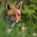 Fox in grass